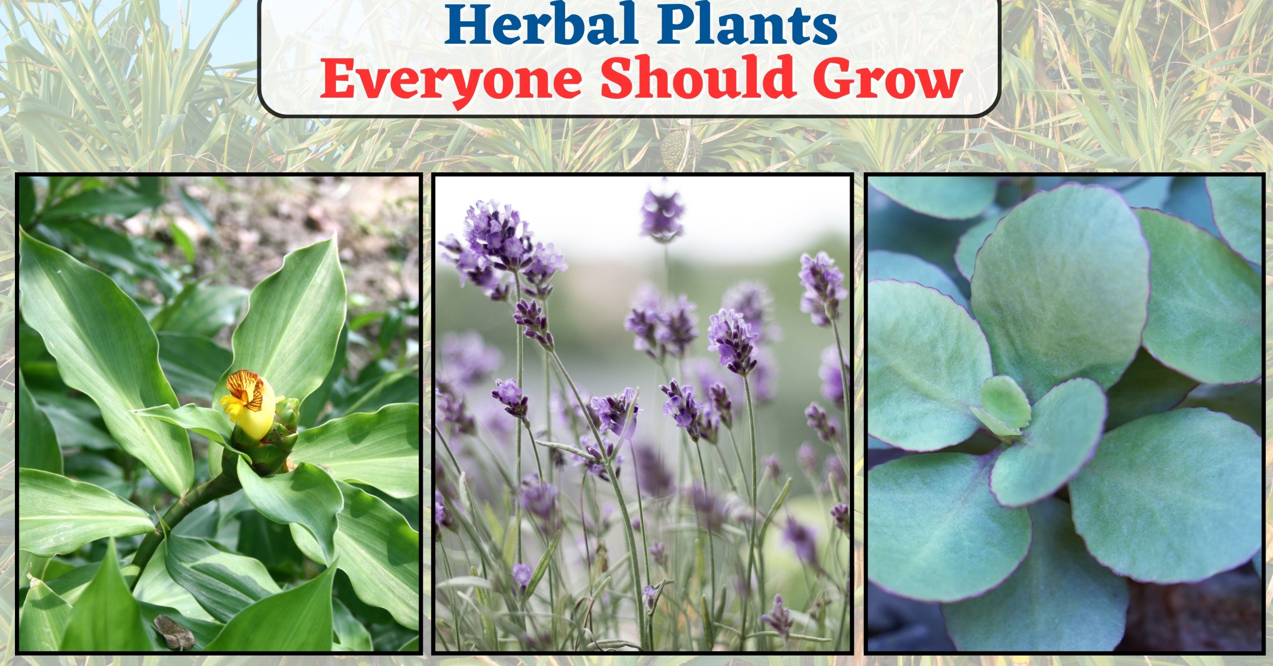 Herbal plant Everyone should grow in Home