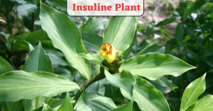 Herbal plant Insulin