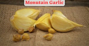 Mountain Garlic