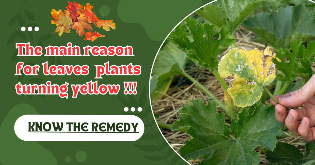 This is the main reason for the leaves of plants turning yellow, know the remedy