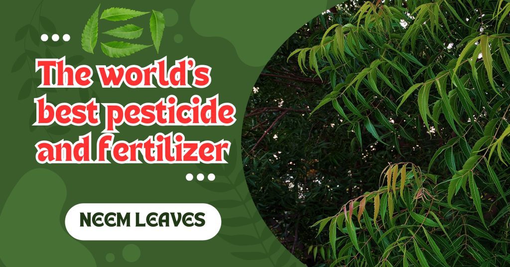 Neem leaves The world's best pesticide and fertilizer