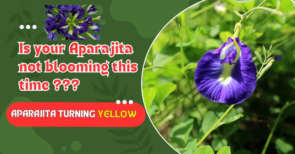 Is your Aparajita not blooming this time ?