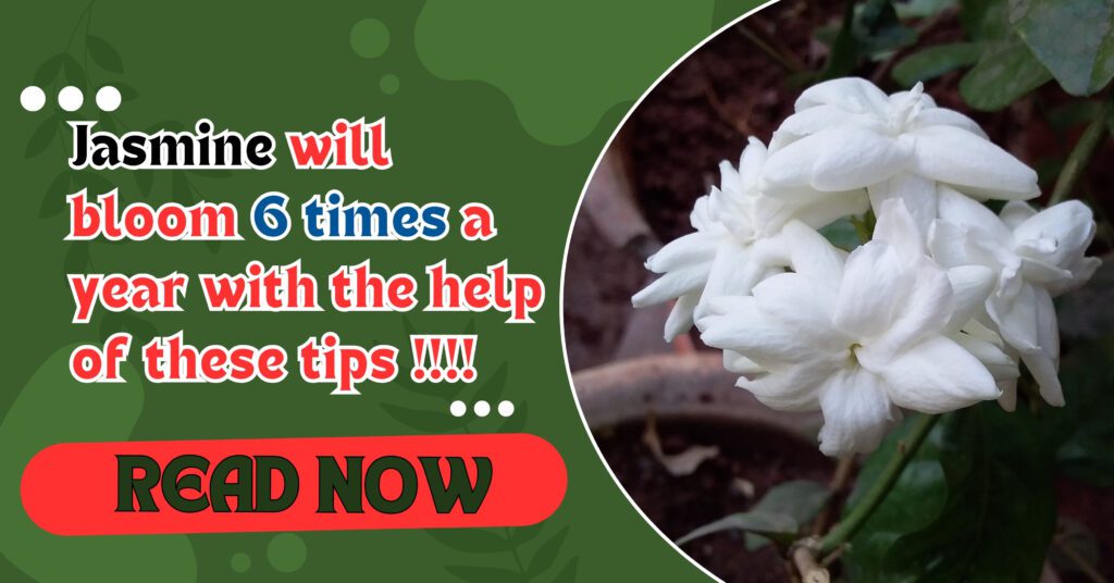 Jasmine will bloom 6 times a year with the help of these tips