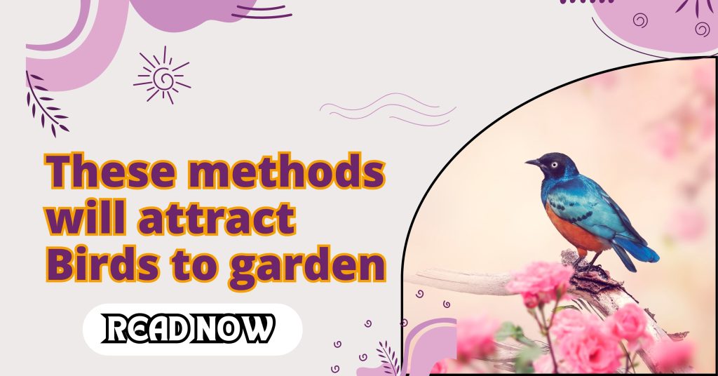 These Indigenous methods will attract birds to the garden and their chirping will resonate