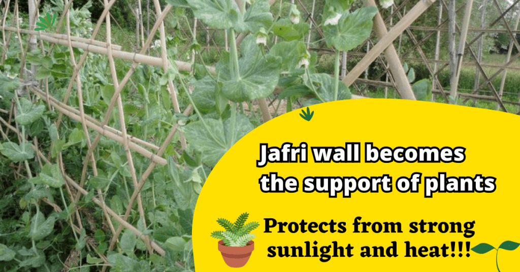 Jafri wall