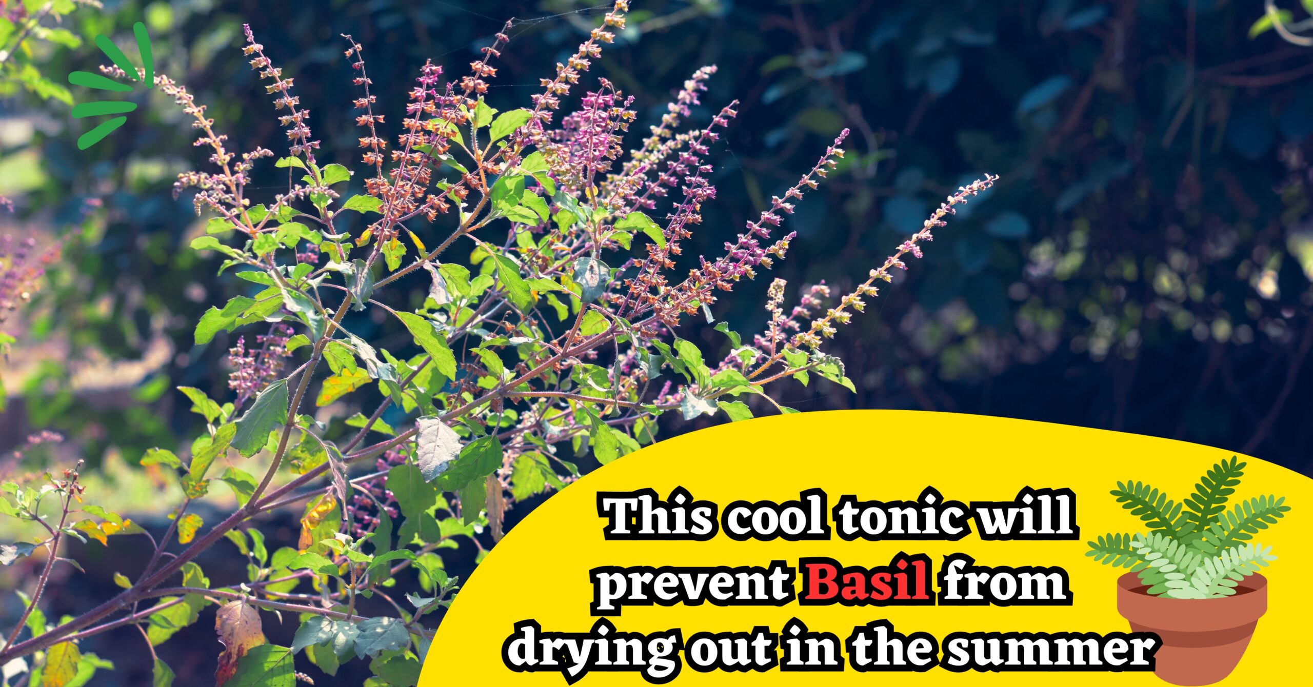 This cool tonic will prevent basil from drying out in the summer