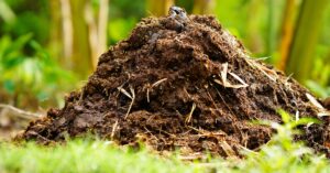 This cool tonic will prevent basil from drying out in the summer Cow Dung Cake