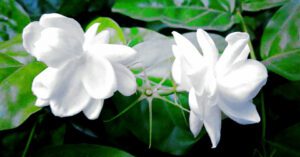 Jasmine will bloom 6 times a year with the help of these tips