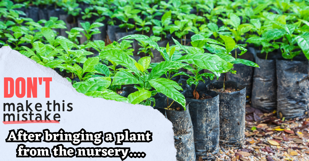 Don't make this mistake after bringing a plant from the nursery