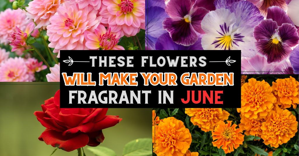 Flowers to plant in June